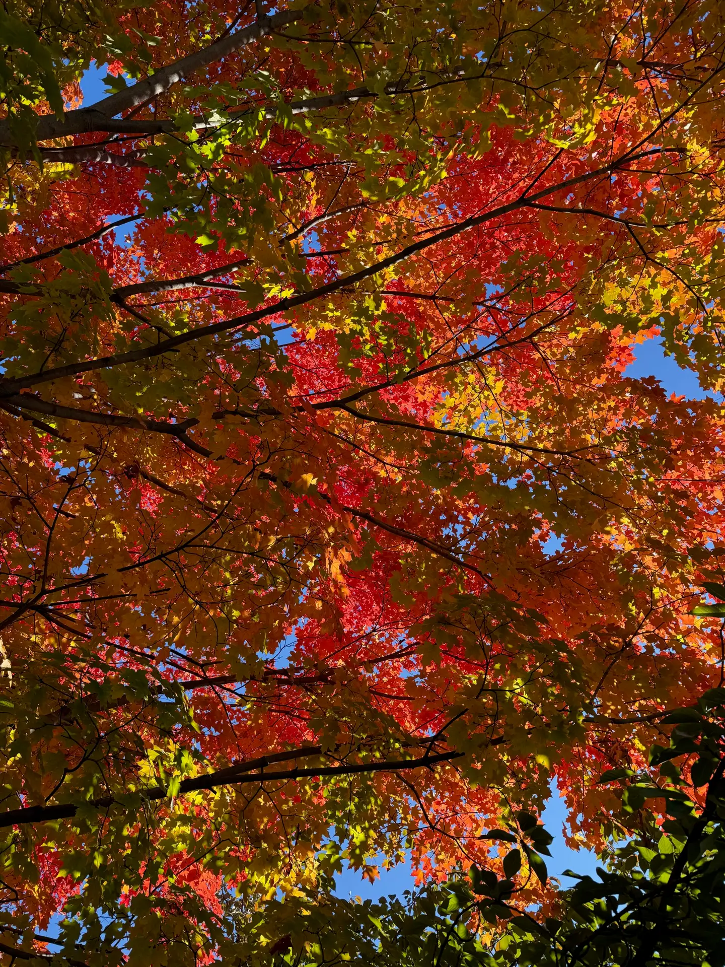 Looking up through red and orange maple leaves to a blue sky